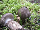 Hygrophorus inocybiformis image