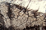Xylobolus frustulatus image