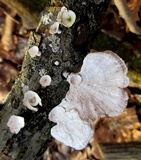 Poronidulus conchifer image