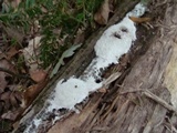 Fuligo septica image