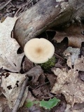 Hymenopellis megalospora image