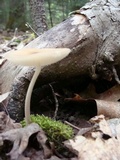 Hymenopellis megalospora image