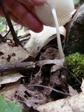 Hymenopellis megalospora image