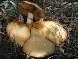 Gymnopilus ventricosus image