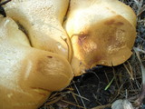 Gymnopilus ventricosus image