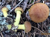 Cortinarius croceus image