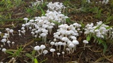 Termitomyces microcarpus image