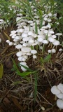 Termitomyces microcarpus image