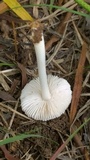Termitomyces microcarpus image