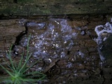 Ceratiomyxa fruticulosa var. fruticulosa image