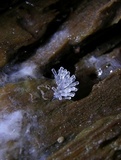 Ceratiomyxa fruticulosa var. fruticulosa image