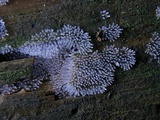 Ceratiomyxa fruticulosa var. fruticulosa image