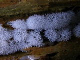Ceratiomyxa fruticulosa var. fruticulosa image