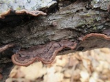 Punctularia strigosozonata image