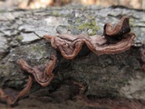 Punctularia strigosozonata image