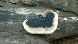 Trametes cingulata image