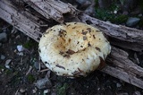Lactarius deceptivus image