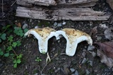Lactarius deceptivus image