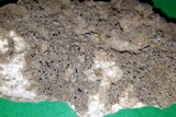 Rinodina bischoffii image