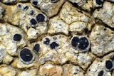Rinodina bischoffii image