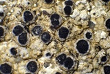 Rinodina bischoffii image