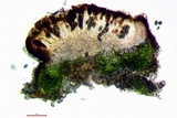 Rinodina bischoffii image