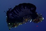 Rinodina bischoffii image