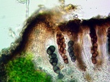 Rinodina bischoffii image