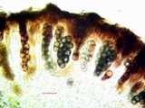 Rinodina bischoffii image
