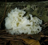 Tremella fuciformis image