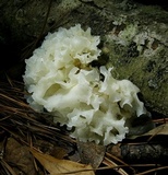 Tremella fuciformis image