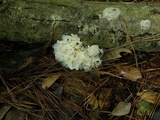 Tremella fuciformis image