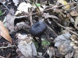 Leptonia carnea image