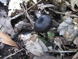 Leptonia carnea image