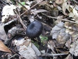 Leptonia carnea image