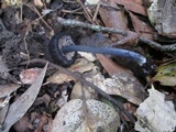 Leptonia carnea image