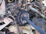 Leptonia carnea image
