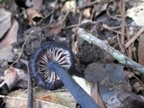 Leptonia carnea image