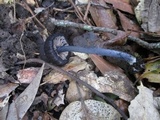 Leptonia carnea image