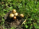 Psilocybe coprophila image