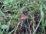 Psathyrella longipes image