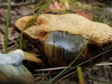 Gyroporus cyanescens image