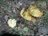 Suillus americanus image
