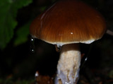 Cortinarius vanduzerensis image