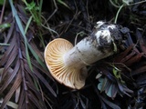 Cuphophyllus pratensis image