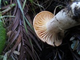 Cuphophyllus pratensis image