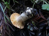 Cuphophyllus pratensis image
