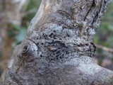 Lecidella elaeochroma f. elaeochroma image