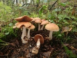 Cortinarius bivelus image