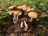 Cortinarius bivelus image